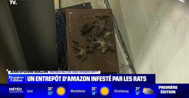 World giant Amazons food warehouse is under rat invasion Were