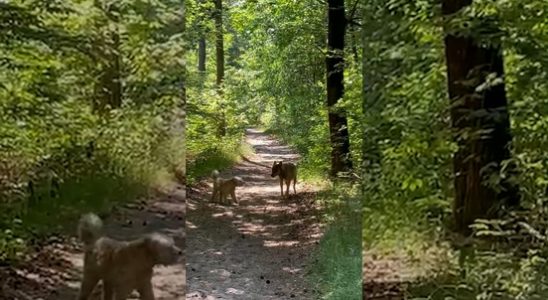 Young wolf sniffs a dog in Amerongen Rapid adolescent behavior