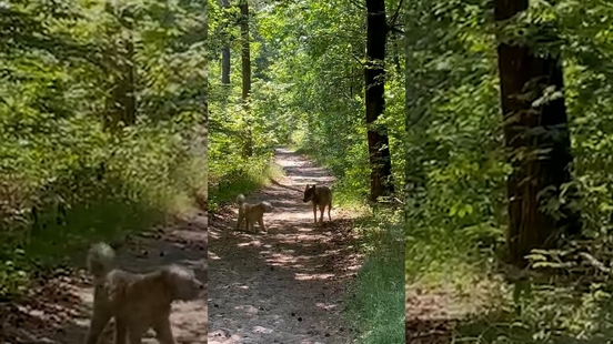 Young wolf sniffs a dog in Amerongen Rapid adolescent behavior