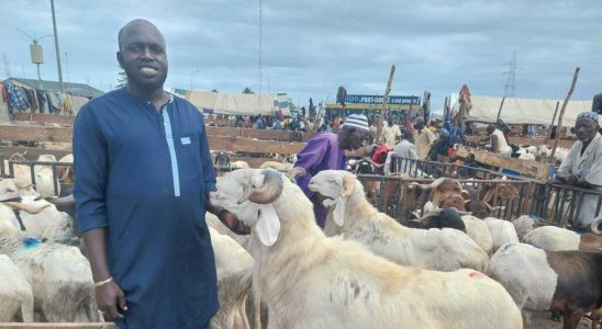 at a sheep market buyers looking for bargains