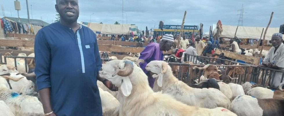 at a sheep market buyers looking for bargains