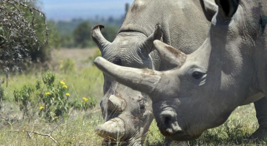 white rhinos reintroduced in Garamba Park