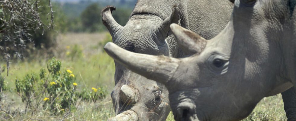 white rhinos reintroduced in Garamba Park