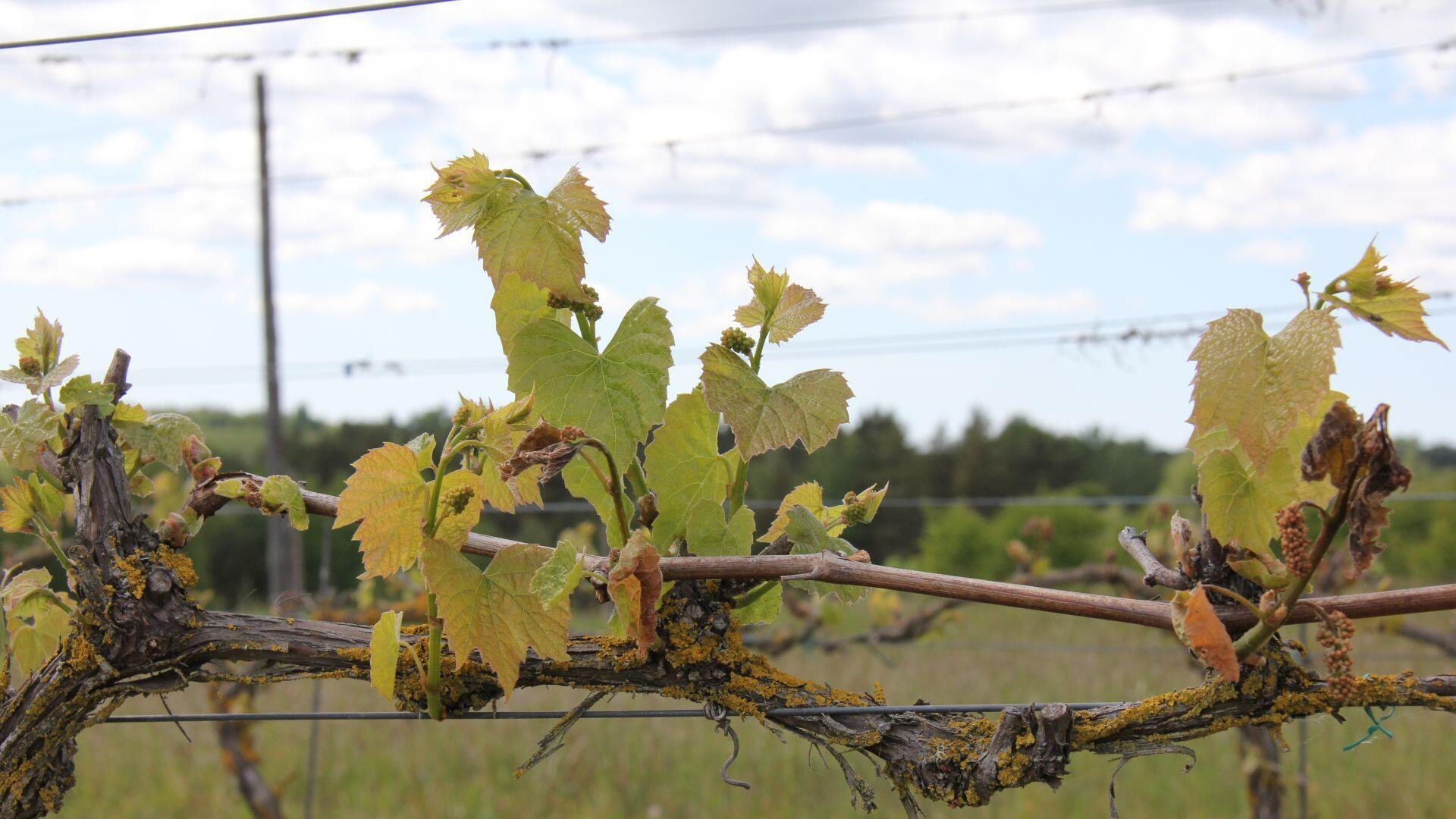 Some of the vines withstood the cold well.