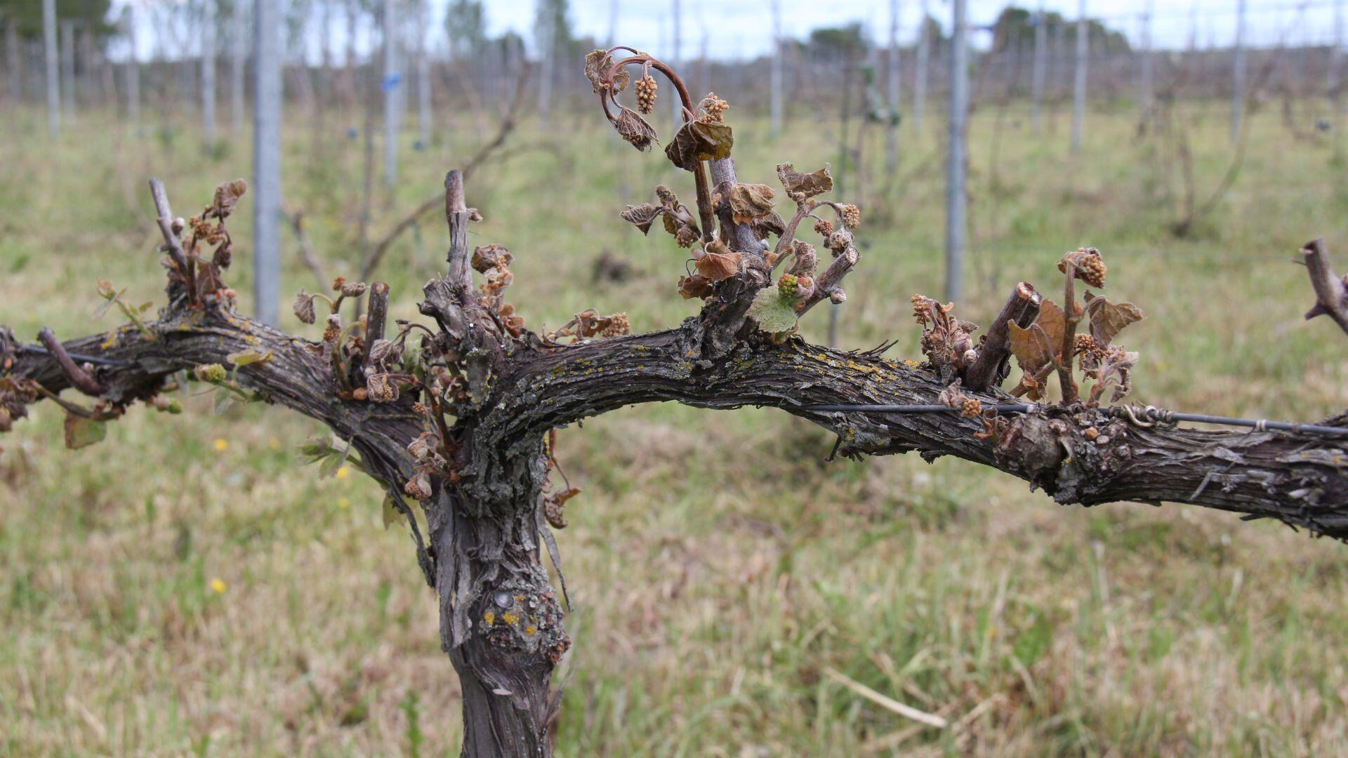 The devastating effects of spring frost on a Valiant's foot.