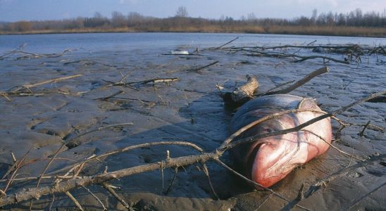 25 years later the ecological disaster of Aznalcollar in court