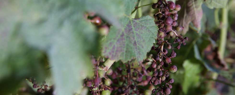 90 of Bordeaux vineyards ravaged mildew particularly destructive in 2023