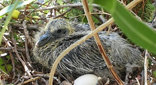 A pigeon was born on my balcony