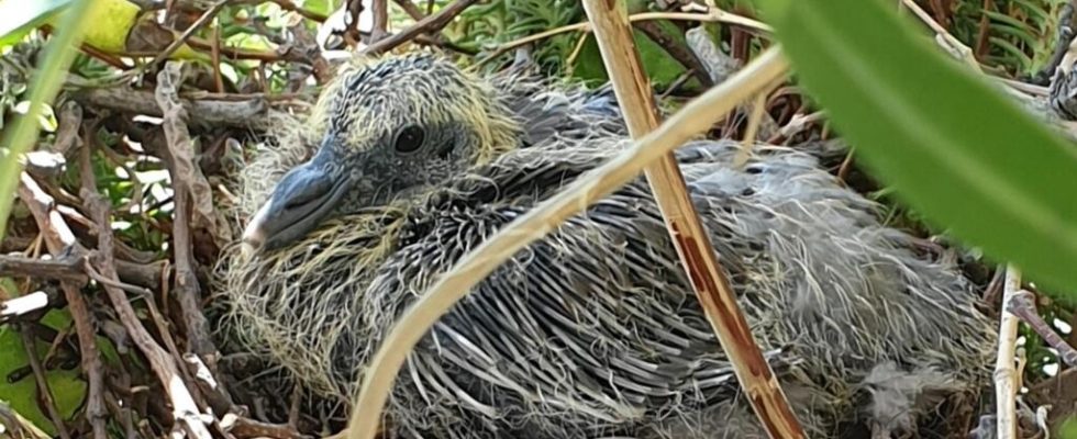 A pigeon was born on my balcony