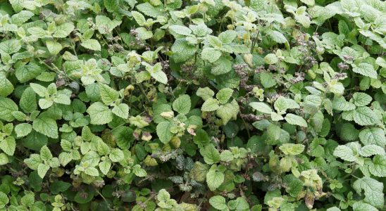 According to this gardener this much loved plant can quickly spiral