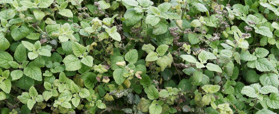 According to this gardener this much loved plant can quickly spiral