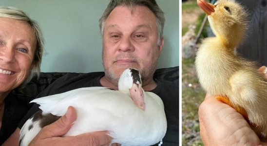 Bert the duck was bullied got a new family