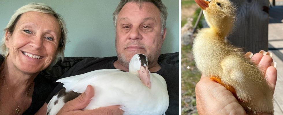 Bert the duck was bullied got a new family