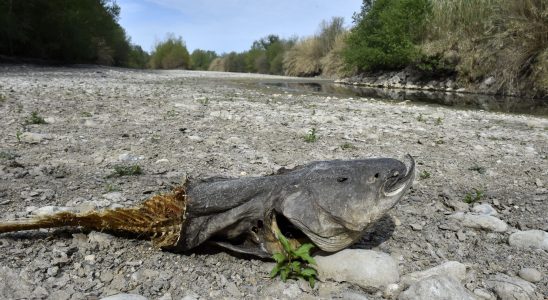 Climate the worrying warming of rivers