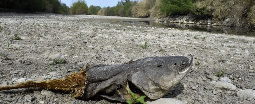 Climate the worrying warming of rivers