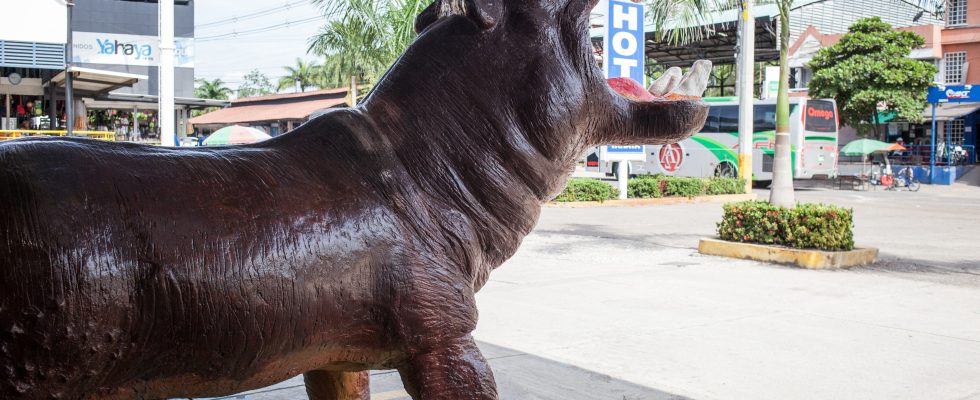 Colombia hippopotamuses the last legacy of Pablo Escobar