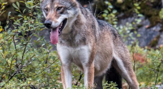 Dead sheep after suspected wolf attack