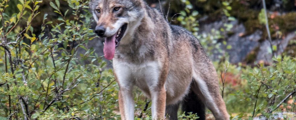 Dead sheep after suspected wolf attack