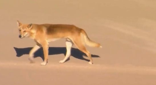 Dingo attacked jogging woman