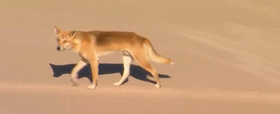 Dingo attacked jogging woman