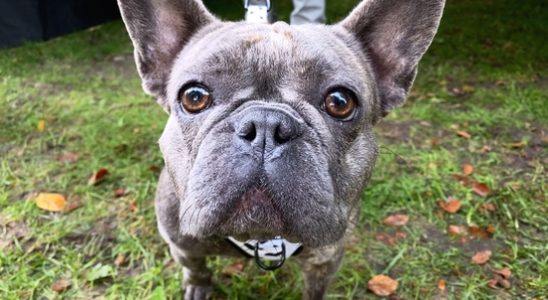 Dog on a leash sign is not for bullying Vogelbescherming