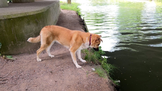 Dog owners IJsselstein think Uitrenveld is dangerous Dogs fall into