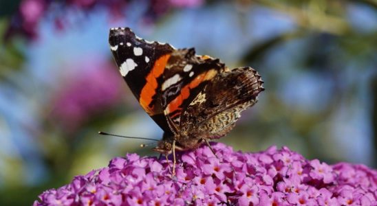 Fewer butterflies counted than last year during annual garden butterfly