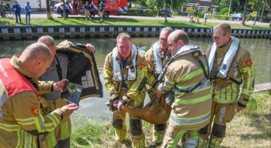 Fire brigade saves deer from water Leidse Rijn