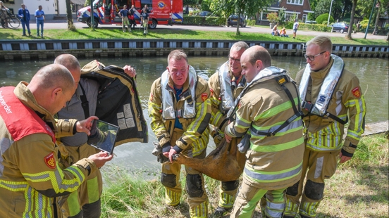 Fire brigade saves deer from water Leidse Rijn