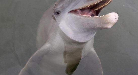 Four injured by dolphins in Japan