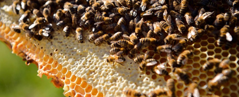 Honey surpluses may force growers to shut down