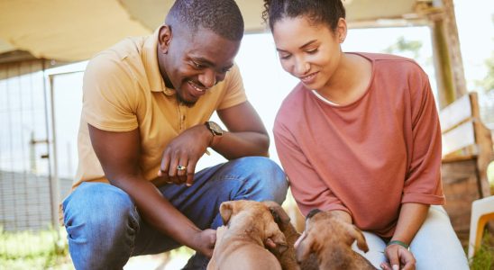 Im a Canine Behaviorist and Here Are the Three Dog