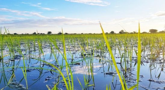 In Tanzania fear of a rice Covid