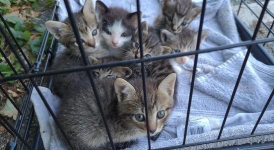 Kittens in a roadside box young cats dumped more often