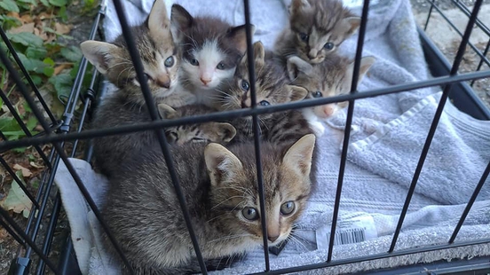 Kittens in a roadside box young cats dumped more often