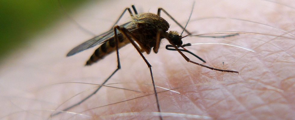 More mosquito repellent is sold may be due to