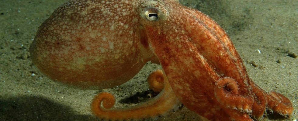 Octopuses dream like humans