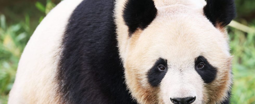 Panda Yuan Meng why is he leaving Beauval Zoo