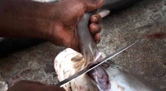 Shark fins worth millions stopped in Panama