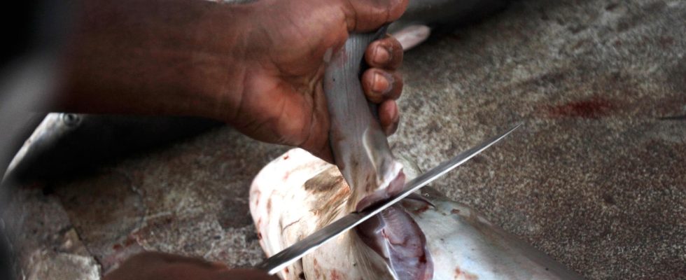 Shark fins worth millions stopped in Panama