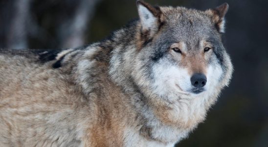 Sheep killed by wolf can lead to protective hunting