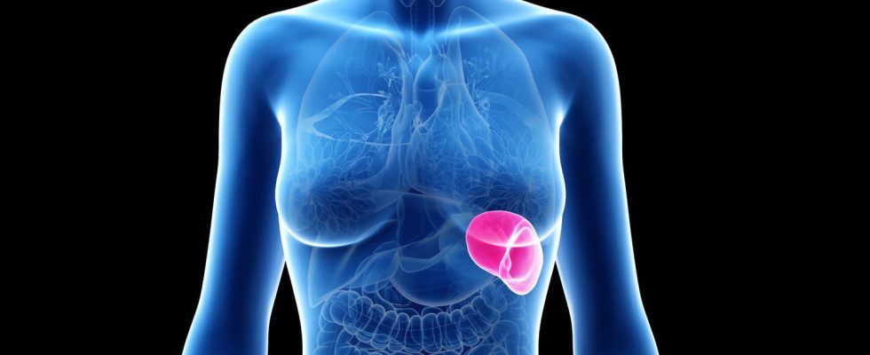 Spleen definition role of this organ diagram anatomy