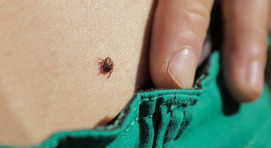 The 6 late symptoms of Lyme disease