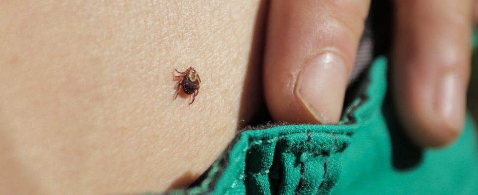 The 6 late symptoms of Lyme disease