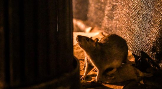 The dachshunds hunting rats in the US capital