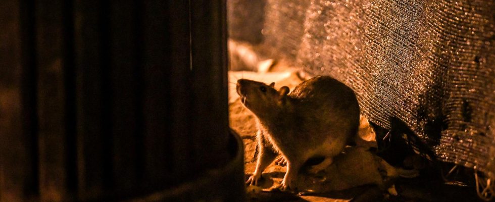 The dachshunds hunting rats in the US capital