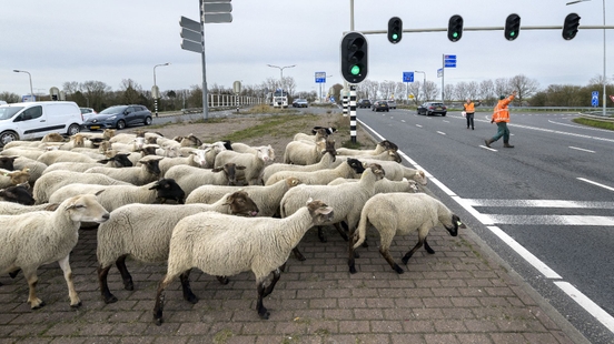 The road safety of animals also counts in Utrecht from