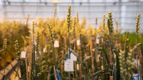 They now want to modify the genetics of plants in