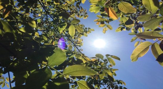 Warmest and sunniest June ever measured in De Bilt