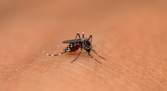 What are the symptoms of dengue fever Contagious